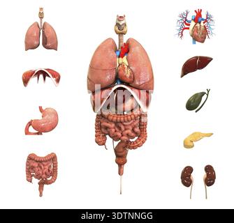 Concept d'illustration 3D de l'anatomie complète des organes internes humains Banque D'Images