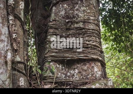 Gros plan d'un tronc d'arbre couvert par une plante de liana dans la forêt de la jungle de Tikal, Peten, Guatemala Banque D'Images