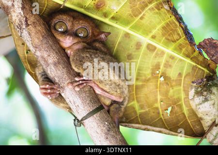Séance Tarsier mignon avec de grands yeux sur une branche à Bohol, Philippines, Asie Banque D'Images