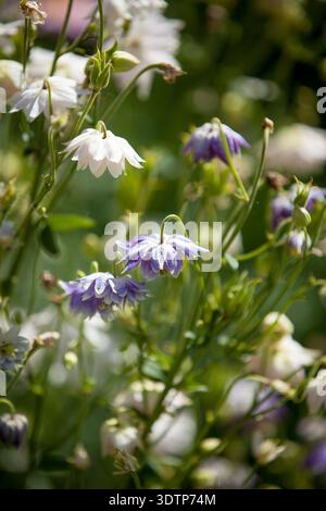 Aquilegia vulgaris (double Columbine) - fleurs entièrement double couche avec des éperons réduits sur le feuillage divisé délicat Banque D'Images