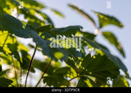 semis de fraises avec des feuilles avant la plantation dans le champ, un grand nombre de pousses de fraises douces poussant ensemble par temps ensoleillé et chaud et Banque D'Images