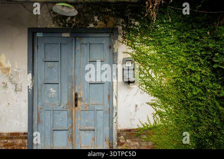 Une vue rapprochée d'une vieille porte en bois bleu clair sur un mur blanc usé, partiellement recouvert de lierre vert vif. Un vieux compteur d'électricité est visible Banque D'Images