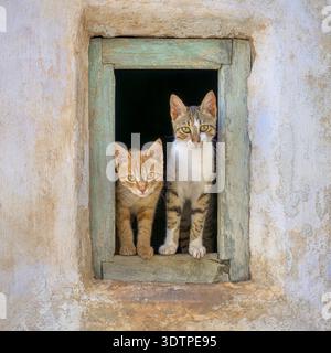 Deux chatons, frères et sœurs de différentes couleurs, rouge attaché et gris attaché avec du blanc, se tiennent à côté de l'autre dans un vieux cadre de fenêtre en bois et regardent curieusement autour, Crète, Grèce. Banque D'Images