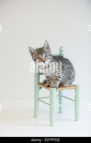 Chaton Tabby assis sur une chaise miniature vert menthe Banque D'Images