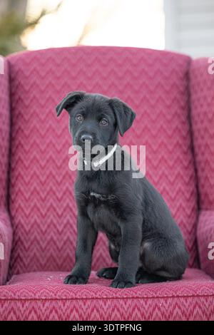 Chiot noir assis calmement sur un fauteuil à motifs rouges. Banque D'Images