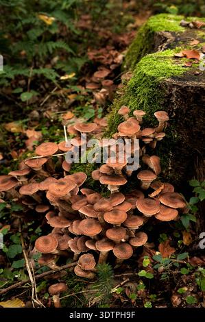 Grappe de champignons bruns poussant sur le sol de la forêt moussue Banque D'Images