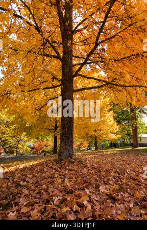 Grand arbre aux couleurs d'automne Banque D'Images