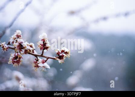 Branche de cerisier en fleurs couverte de neige inattendue Banque D'Images