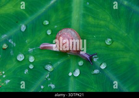 Photo macro d'un escargot sur une feuille avec des gouttelettes d'eau Banque D'Images