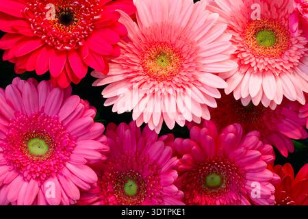 Bouquet de fleurs de gerbera rouge et orange avec des centres noirs et verts. les fleurs sont disposées comme si elles étaient dans un vase. Fond floral Banque D'Images