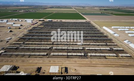Vue aérienne d'une grande ferme bovine avec des rangées denses d'enclos à bétail contrastant avec le patchwork de champs cultivés, El Centro, Californie Banque D'Images