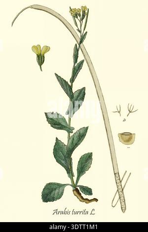 Spécimen de plante Arabis turrita, également connu sous le nom de Tower Rockcress, montré dans une illustration botanique vintage détaillée avec sa tige, ses feuilles dentées, ses fleurs jaunes et ses gousses de graines de la flore du Deutschlands dans abbildungen nach der natur par Jacob Sturm 1771-1848 publié 18th Century, 1798 Banque D'Images