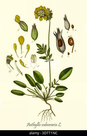 Anthyllis Vulneraria, ou kidneyvetch commun, illustration botanique vintage montrant la structure complète des plantes, y compris les racines, les feuilles, les fleurs et les composants reproductifs détaillés de la flore du Deutschlands dans abbildungen nach der natur par Jacob Sturm 1771-1848 publié 18th Century, 1798 Banque D'Images