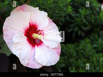Délicate fleur d'hibiscus rose avec un centre rouge vif et des étamines jaunes, sertie sur un feuillage vert luxuriant. Banque D'Images