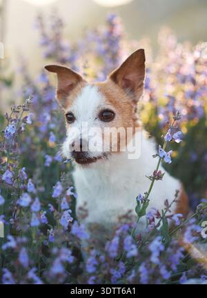 Un terrier blanc aux oreilles brunes est entouré de lavande en fleurs. Le cadre vertical souligne la profondeur florale et la lumière douce de la montagne. Banque D'Images