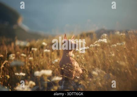Un chien est assis dans de grandes herbes tandis que des fleurs d'or fleurissent autour d'elle. Les montagnes lointaines et la lumière douce ajoutent de la profondeur à la composition tranquille. Banque D'Images