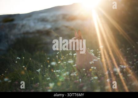 Un terrier sans poils est assis dans des fleurs sauvages alors que les rayons du soleil traversent l'horizon. Le contre-jour et les tons chauds soulignent la silhouette du chien. Banque D'Images