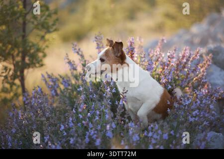 Un terrier se déplace à travers d'épais arbustes de lavande sous la lumière du matin. La forêt légère et les rochers derrière encadrent la scène naturellement. Banque D'Images