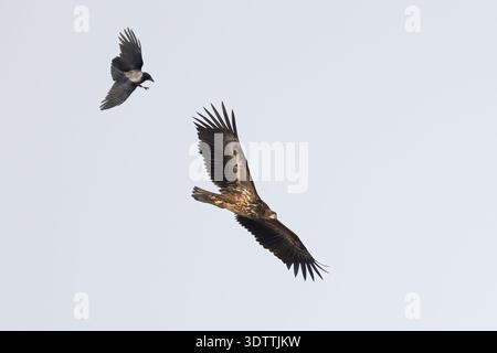 Aigle à queue blanche et corbeau Banque D'Images