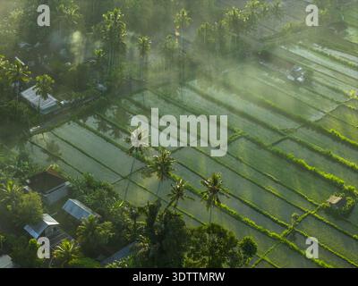 Vue aérienne des rizières verdoyantes en terrasses et palmiers se prélasser dans la lumière du matin, créant une scène paisible et dynamique, Karangasem, Bali, Indonésie. Banque D'Images