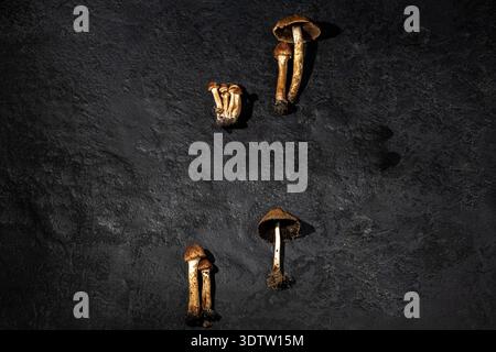 Les champignons sont différents sur un fond texturé noir. copyspace. Décor forestier. Plat, vue de dessus. concept des champignons médicaux. Copier l'espace Banque D'Images