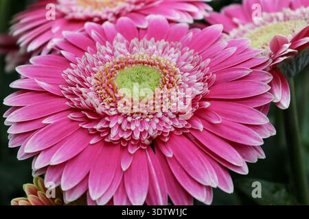 Macro-photographie en gros plan d'une Marguerite rose gerbera avec un centre texturé détaillé et des pétales symétriques vibrants. Image florale commerciale propre appropriée Banque D'Images