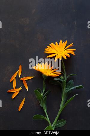 Belles fleurs orangées de Calendula (Calendula officinalis) isolées sur fond brun. Art mural, affiche, impression, toile, décoration intérieure. Banque D'Images