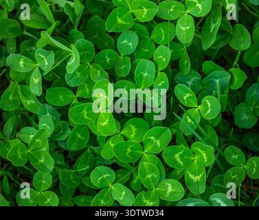 Fond de trèfle vert luxuriant avec trèfle à trois feuilles. Champ de trèfles verts. Trifolium repens. Banque D'Images