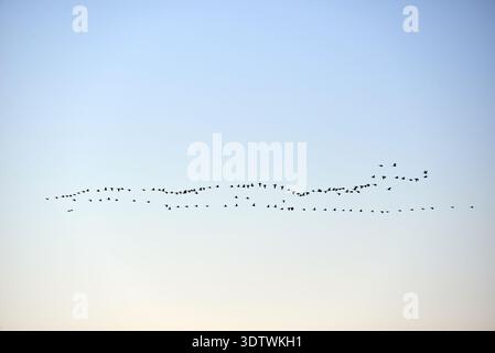 Un plan large capturant un grand troupeau d'oiseaux, apparaissant comme des silhouettes sombres, volant dans une formation allongée et ondulée à travers un ciel clair. Le ciel Banque D'Images