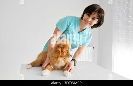 Red Nova Scotia Duck Tolling Retriever Puppy à la clinique vétérinaire Banque D'Images