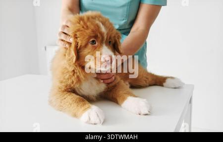 Red Nova Scotia Duck Tolling Retriever Puppy à la clinique vétérinaire pour un examen Banque D'Images