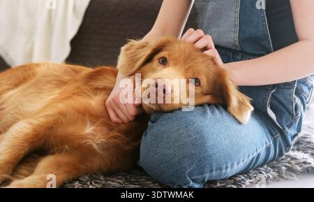 Cute Brown Toller Retriever Dog couché sur le sol, Girl Petting Her Dog Banque D'Images