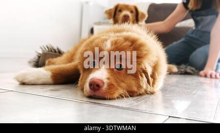 Adorable chiot chien tolling scotia retriever chien allongé sur le sol Banque D'Images