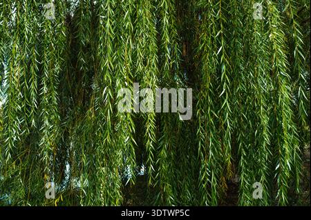 Un aperçu détaillé des branches penduleuses et en cascade d'un saule pleuveur, remplies d'un feuillage vert luxuriant. Banque D'Images