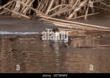 SMEW (Mergellus albellus) femelle ou immature nageant dans un étang partiellement gelé avec des roseaux secs en hiver. Banque D'Images