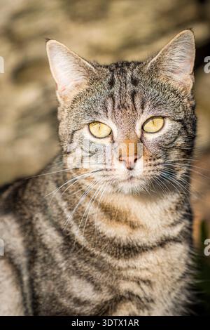 Gros plan détaillé d'un chat tabby aux yeux jaunes frappants, mettant en valeur son motif de fourrure complexe et son visage expressif baigné de lumière naturelle pour Banque D'Images