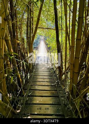Pont suspendu dans la forêt tropicale à Roatan, Honduras. Vue imprenable sur un plan d'eau au parc Gumbalimba. Traversez un lagon aux tortues. Banque D'Images