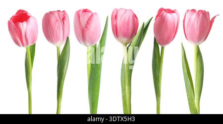 Tulipes roses tendres isolées sur blanc, serties Banque D'Images
