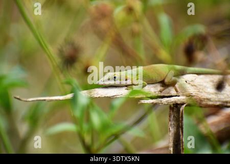 Lézard sur une branche d'une plante dans mon jardin. Ciego de Avila, Cuba Banque D'Images