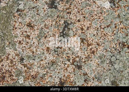 Surface rocheuse ressemblant à du granit recouverte de lichen de couleur claire et tachetée de taches minérales rouge foncé et brune. Un motif naturel complexe et granuleux. Banque D'Images