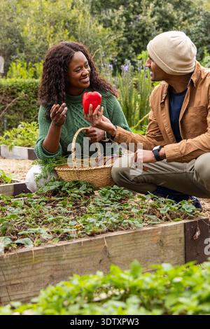Couple afro-américain agenouillé dans un lit de jardin surélevé récoltant le poivron rouge, tenant un panier en osier Banque D'Images