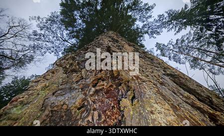 Grand pin (pinus) du point de vue d'une grenouille avec vue sur la cime des arbres, entouré d'autres arbres dans la forêt, randonnée le long de l'ancien intérieur Banque D'Images