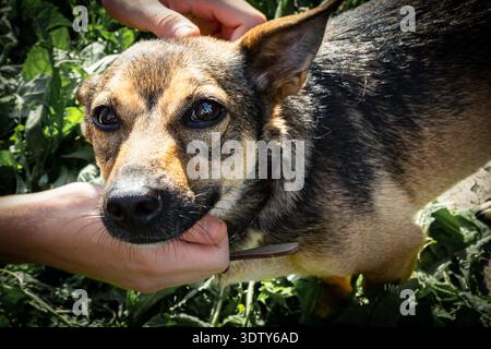 Mains humaines caressant doucement un petit chien mongrel à l'extérieur, gros plan d'un animal de compagnie de race mixte montrant le soin, la gentillesse et le lien humain avec les animaux Banque D'Images