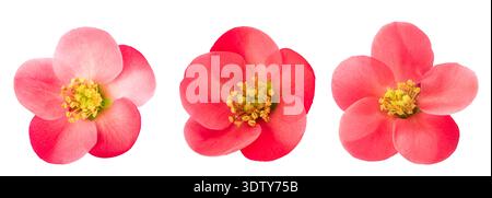Chaenomeles speciosa fleurs têtes isolées sur fond blanc Banque D'Images