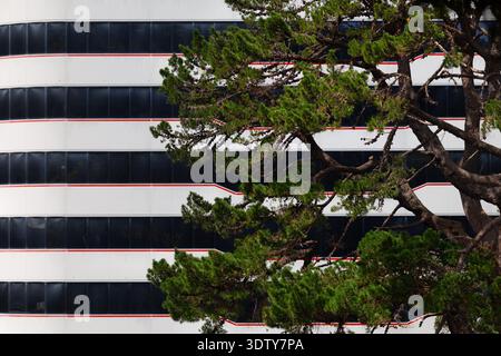 Branches de pin devant la façade moderne d'immeuble de bureaux à Wellington, Nouvelle-Zélande. Banque D'Images