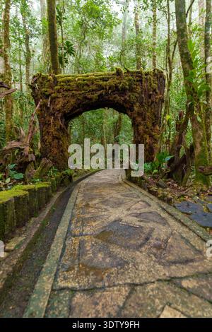 Une arche en bois recouverte de mousse enjambe un chemin pavé serpentant à travers un jardin forestier tropical dense. Banque D'Images