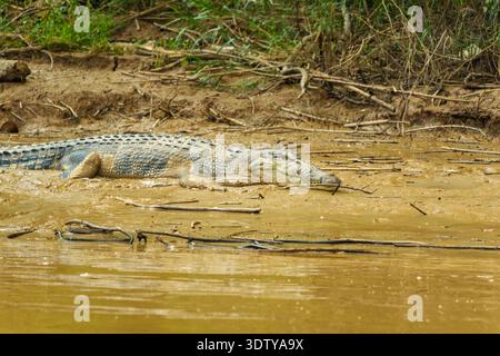 Un crocodile d'eau salée reposant sur une rive boueuse à côté de l'eau lente, entouré d'une végétation dense au bord de la rivière. Banque D'Images