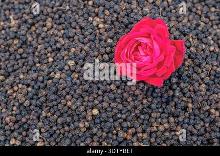 Une seule fleur de rose rouge repose sur un lit de grains de poivre noir au marché de gros des épices sur Chandni Chowk dans le vieux Delhi. Banque D'Images