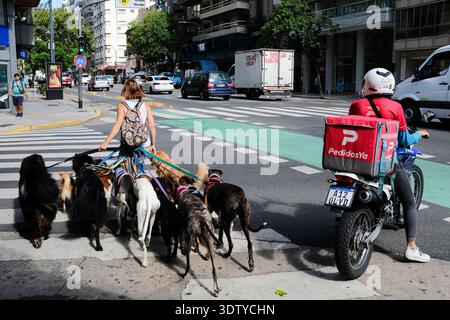 Argentine, Buenos Aires : promeneur de chiens, gardien de chiens sur un passage, rue de Cordoba, et livreur de motos, PedidosYa Banque D'Images