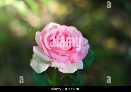 Une rose rose rose douce avec des pétales extérieurs blancs déploie ses couches délicates dans la douce lueur de la lumière du soleil, sur un bokeh de feuillage vert luxuriant Banque D'Images